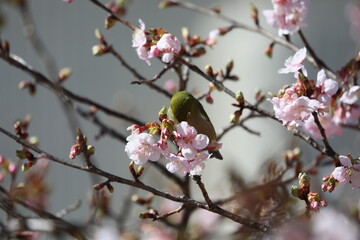 Fototapeta na wymiar 桜の花とメジロ