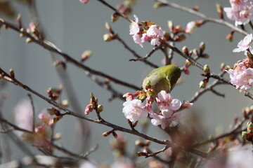 桜の花とメジロ