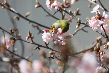 桜の花とメジロ