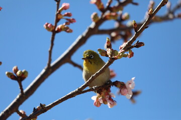 桜の花とメジロ