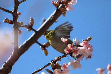 桜の花とメジロ