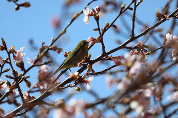 桜の花とメジロ