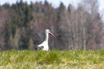 Storch auf einem Feld