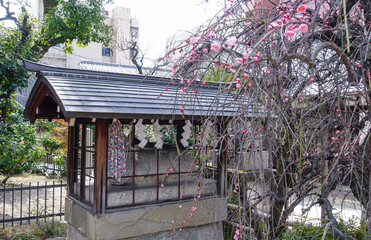 梅の花が咲き始めた菅大臣神社（京都）