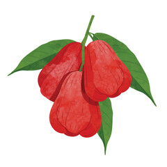 Rose apple fruit Design elements. watercolour style vector illustration.
