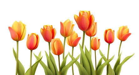 Elegant blooming tulips, cut out