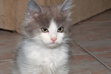 Cute white and gray grumpy kitten