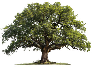 Oak, transparent background, isolated image, generative AI