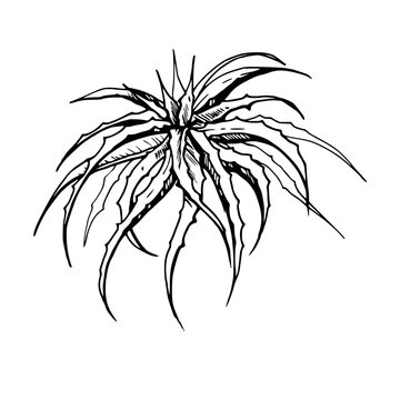 recommend clip art: Hand drawn ink vector illustration, nature tropical exotic desert plant succulent cactus aloe agave leaves. Single object isolated white background. Design travel, vacation, brochure, print, botanical