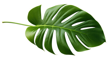 Vibrant green monstera leaf, cut out