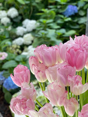 Soft focus Pink Tulips Flower blossom blooming in garden with nature blurred background.
