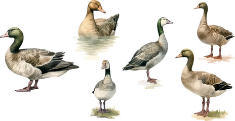 set of watercolor illustrations bird wild geese, on a white background.