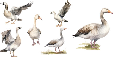 set of watercolor illustrations bird wild geese, on a white background.