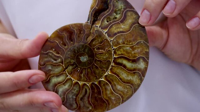 Brown spiral ammonite fossil mollusk in woman hands close up