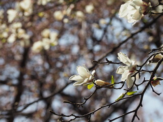 早春の花　コブシ