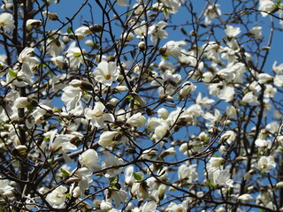 早春の花　コブシ