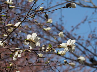 早春の花　コブシ
