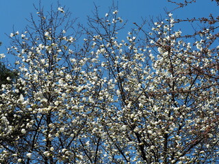 早春の花　コブシ