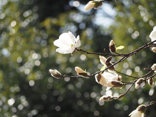 早春の花　コブシ