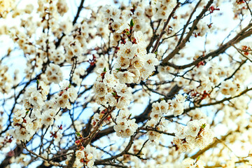 Beautiful white delicate spring flowers against the blue sky.