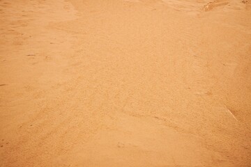 A desert covered with sand after a rare rain. Yellow sand.