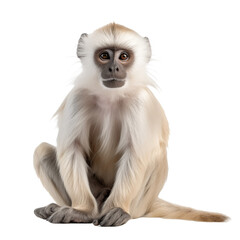 Fototapeta premium Monkey Sitting Isolated on Transparent Background. Generative ai