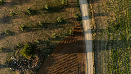 overhead view of an olive grove next to a rural road