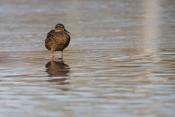 anard colvert - Canard malard - Anas platyrhynchos,
