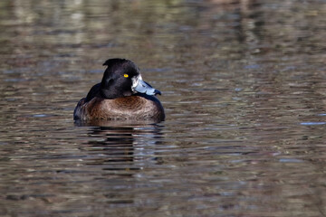 Fuligule morillon - morillon huppé - Aythya fuligula 