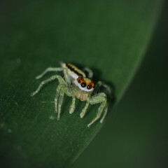 Macro photo of a spider on a leaf. Translucent body with visible segmentation. Large, prominent eyes.