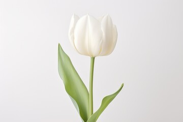 white tulip on white background