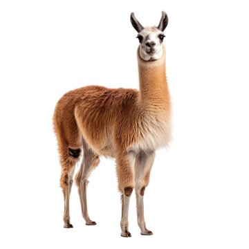 Llama standing in natural pose isolated on white background, photo realistic