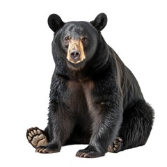 Black Bear in natural pose isolated on white background, photo realistic