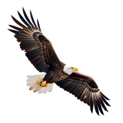Bald Eagle flying in natural pose isolated on white background, photo realistic