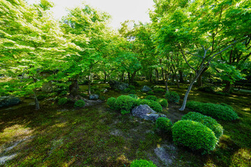 新緑の頃の圓光寺の境内風景