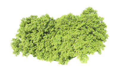 Obraz premium Green forest isolated on background. 3d rendering - illustration
