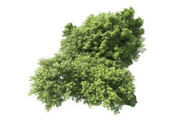 Obraz premium Green forest isolated on background. 3d rendering - illustration