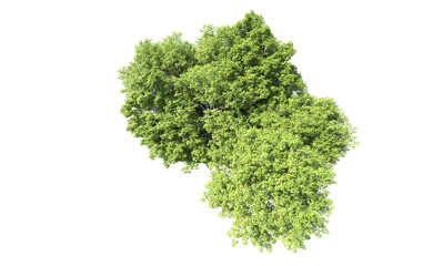 Fototapeta premium Green forest isolated on background. 3d rendering - illustration