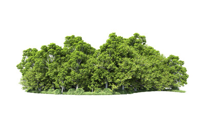 Obraz premium Green forest isolated on background. 3d rendering - illustration