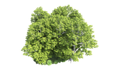 Obraz premium Green forest isolated on background. 3d rendering - illustration
