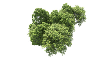Obraz premium Green forest isolated on background. 3d rendering - illustration