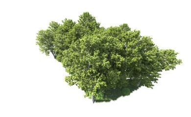 Obraz premium Green forest isolated on background. 3d rendering - illustration