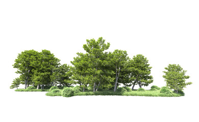 Green forest isolated on background. 3d rendering - illustration