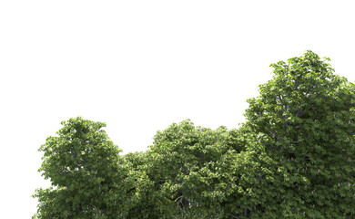 Green forest isolated on background. 3d rendering - illustration