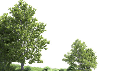 Green forest isolated on background. 3d rendering - illustration