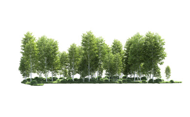 Green forest isolated on background. 3d rendering - illustration