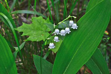 lily of the valley in bloom with green leaves close up  