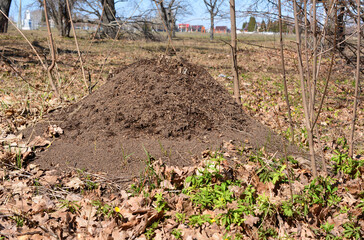ant hill isolated on the ground with dry leaves 