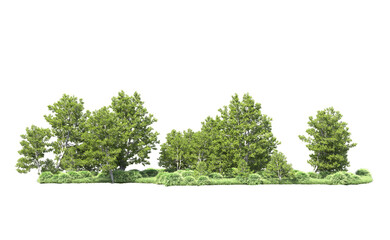 Green forest isolated on background. 3d rendering - illustration