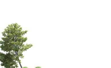 Green forest isolated on background. 3d rendering - illustration